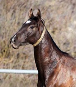 Akhai Teke Stallion at stud