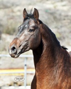 Oacano Stallion at stud